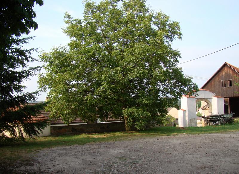 Prehvozdi-orech kde sme píjavali výborného kozla