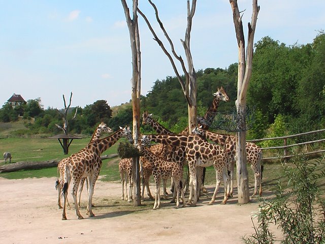 Troja4