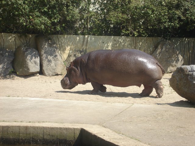 Troja5